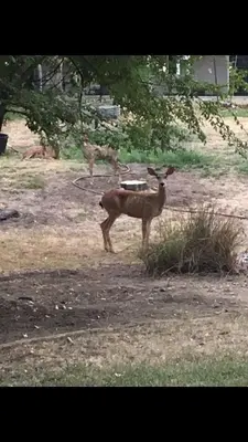 a deer standing in a field near a tree at Charming vintage village house in Fair Oaks