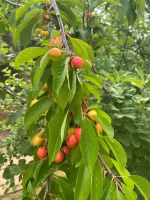 a bunch of fruit on a tree with leaves at Stay at Whispering Pines, only 25 mi to Yosemite! in Midpines