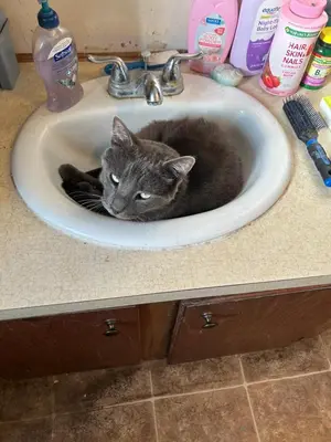 a gray cat laying in a bathroom sink at Rancho Grand Mobile Home Park in Atwater