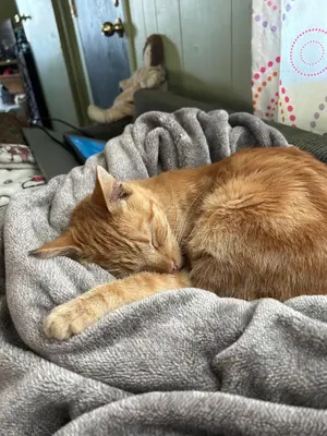 an orange cat sleeping on top of a blanket at Rancho Grand Mobile Home Park in Atwater