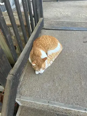 an orange and white cat sleeping on a bench at Rancho Grand Mobile Home Park in Atwater