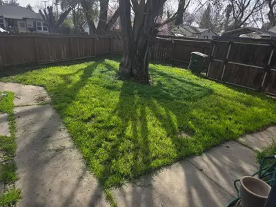 a tree in the middle of a yard at La Lomas Bohemian Courtyard Cottage in Modesto