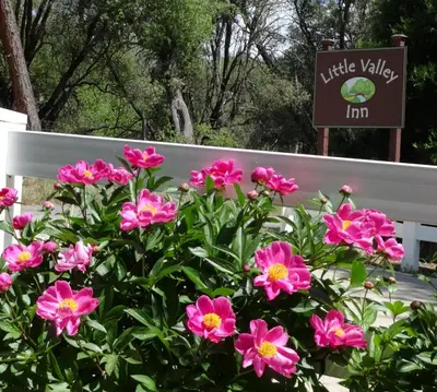 a bush of pink flowers in front of a white fence at Little Valley Inn in Mariposa
