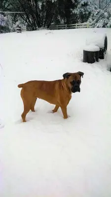 a brown dog standing in the snow at Charming Downstairs Unit in Oakhurst