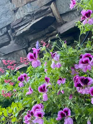 a bunch of purple flowers in front of a building at Gunn House Hotel in Sonora
