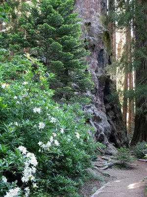 a path in a forest with a tree and flowers at Merrynook in Pinehurst