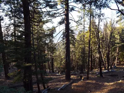 a group of trees in a wooded area at Mystic Views in Yosemite West