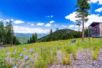 a grassy hill with blue flowers in a field at View Condo at Northstar in Truckee