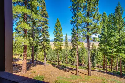 a group of trees in a forest with a blue sky at View Condo at Northstar in Truckee