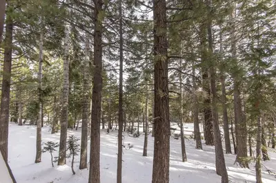 a forest of trees with snow on the ground at Mammoth View Villas # 34 in Mammoth Lakes
