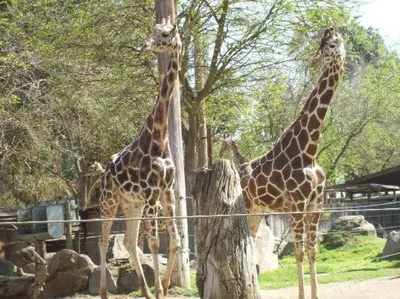 three giraffes are standing next to a tree at Summerfield Inn Fresno Yosemite in Fresno