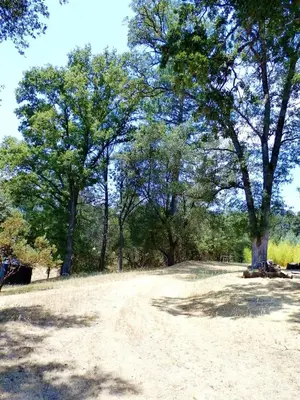 a dirt road in a field with trees in the background at NEW CHARMING 2 BEDROOMS UNIT CLOSE TO EVERYTHING in Oakhurst