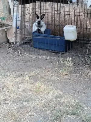 a dog sitting in a blue bowl in a cage at Engvadonia Yosemite B and B in Mariposa