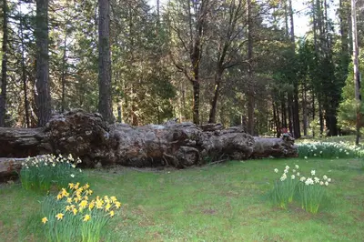 a fallen tree in the middle of a field with flowers at 39 River Song in North Wawona