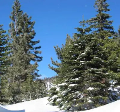a group of pine trees in the snow at Crestview -B # 46 in Mammoth Lakes