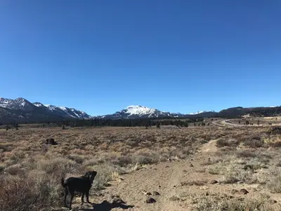 a black dog standing in a field with mountains in the background at Mountainback 41 Loft in Mammoth Lakes