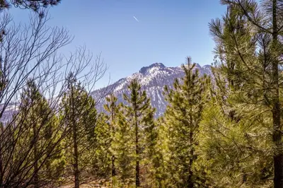 a group of trees with a mountain in the background at Cozy Seclusion in South Lake Tahoe
