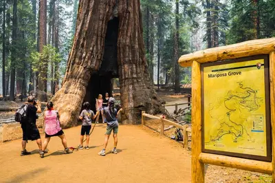 a group of people walking around a large tree at The Monarch Inn in Mariposa