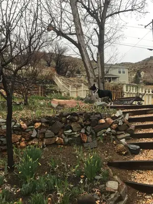 a cat standing on top of a pile of rocks at B Street House Inn in Virginia City