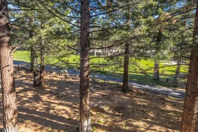 a group of pine trees with a road in the background at Solstice 6 in Mammoth Lakes