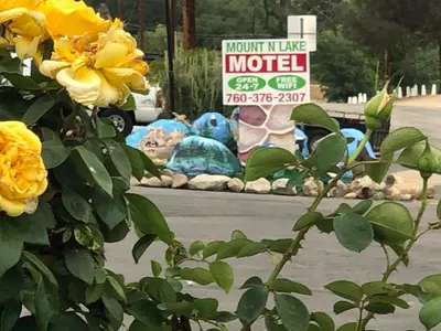 a yellow rose bush with a sign in the street at Mount-N-Lake Motel in Wofford Heights