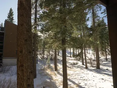 a forest of trees with snow on the ground at 3174 Aspen Grove in Truckee