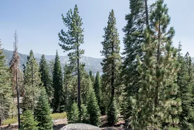 a forest of pine trees with mountains in the background at Eagles Nest Condo #88 in Lakeshore