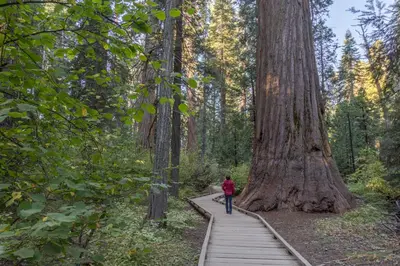 a person walking on a wooden path through the forest at Cypress Lodge in Arnold