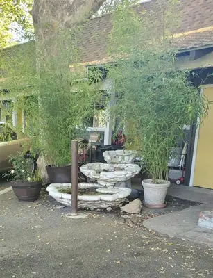 a group of potted plants in front of a house at The Gold Lodge in Sonora