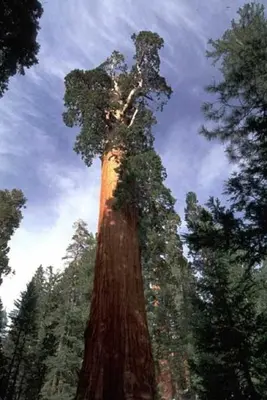 a large tree in the middle of a forest at Montecito Sequoia Lodge in Sequoia National Park