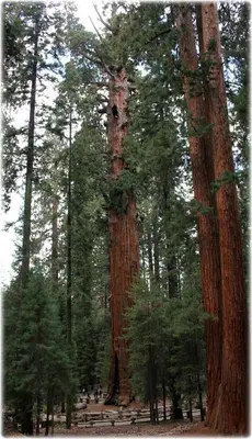 a large tree in the middle of a forest at Garden View Inn in Fresno