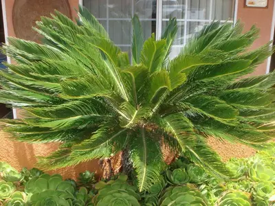 a palm tree in a pot in front of a window at Economy Inn Los Banos in Los Banos