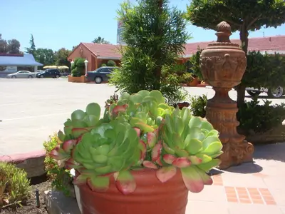 a large pot of green plants in a parking lot at Economy Inn Los Banos in Los Banos