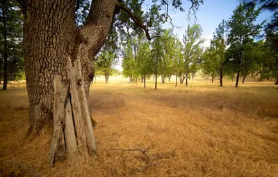 a tree in the middle of a field at Red Tail Ranch in Groveland