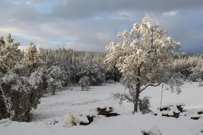a field covered in snow with a tree and benches at Red Tail Ranch in Groveland