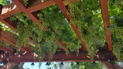 a bunch of grapes hanging from a wooden ceiling at Yosemite Foothill Retreat - Private Guest Suite #3 in Coarsegold