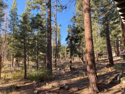a forest of pine trees on a sunny day at Cinnamon Bear Inn in Mammoth Lakes