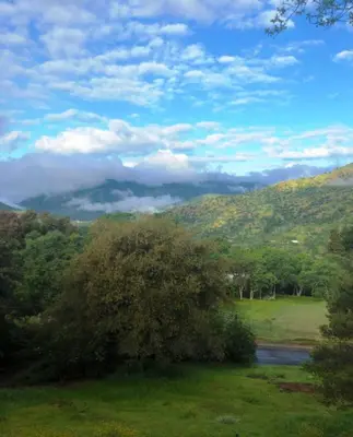 a tree in a field with a river and mountains at The Quail's Nest in Three Rivers
