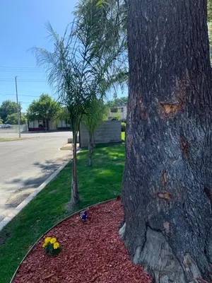 a tree with some flowers in the dirt next to a street at The Greens Hotel on Stockton in Sacramento