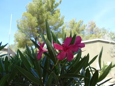 two pink flowers in a plant in front of a building at Atomic Inn Beatty Near Death Valley in Beatty