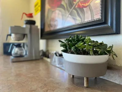 a plant in a pot sitting on a table at Fresno Inn in Fresno