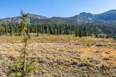 a tree in a field with mountains in the background at Snowcreek V 756 in Mammoth Lakes