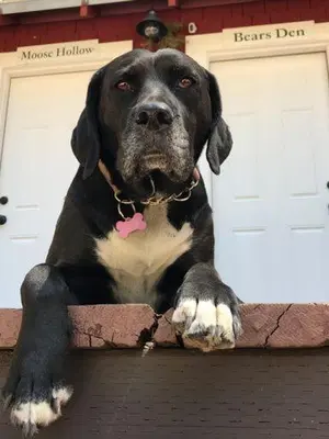 a black and white dog sitting in front of a door at Tahoma Meadows - Sugar Pine Cabin in Tahoma