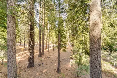 a forest of pine trees with a dirt trail at Free Ski Shuttle! Spacious Northstar Resort Cabin in Truckee