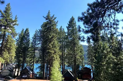 a group of trees with a cabin in the background at Close to Donner Lake and Skiing Truckee Getaway in Truckee