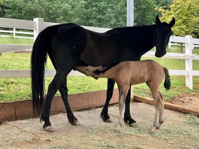 a black horse standing next to a baby horse at Amazing Loft on Horse Ranch in Pilot Hill