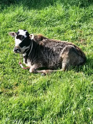 a cow laying in the grass in a field at Amazing Loft on Horse Ranch in Pilot Hill