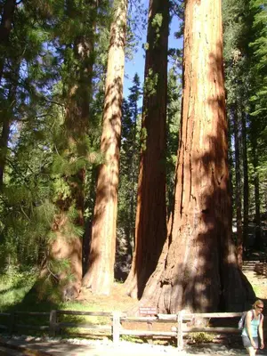 two large trees in a forest with a person standing between them at 5th Street Inn in Mariposa