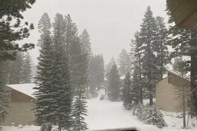a snow covered yard with trees and a house at Comfy, Quiet, Condo near Lake Mary and the Village in Mammoth Lakes