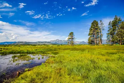 a marsh with trees and a river in a field at The Lazy Golden Cabin in South Lake Tahoe
